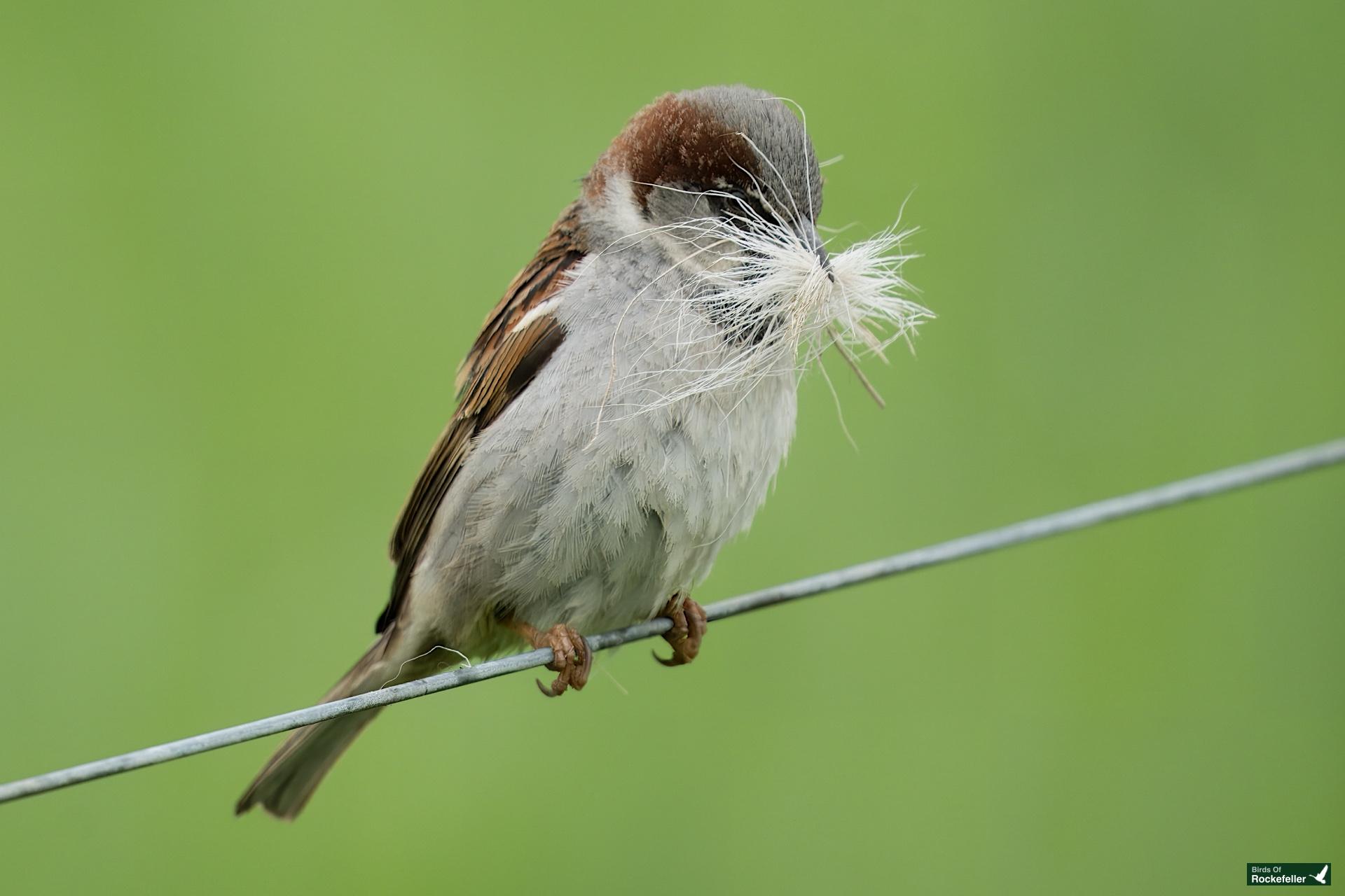 BoR-Photo-Gallery-05-02-2024-0151920 A sparrow perched on a wire holds feathers in its beak against a blurred green background.