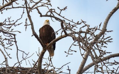 Should You Use a Crop Frame or Full-Frame Sensor Camera For Bird Photography?