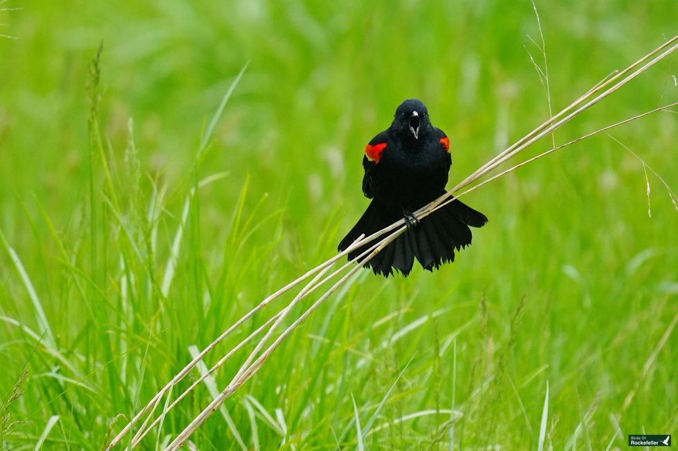 A black bird with red shoulder patches perches on tall grass stems in a field of green grass.