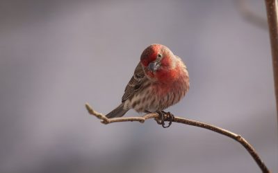 The Beginners Guide to Camera Settings for Bird Photography