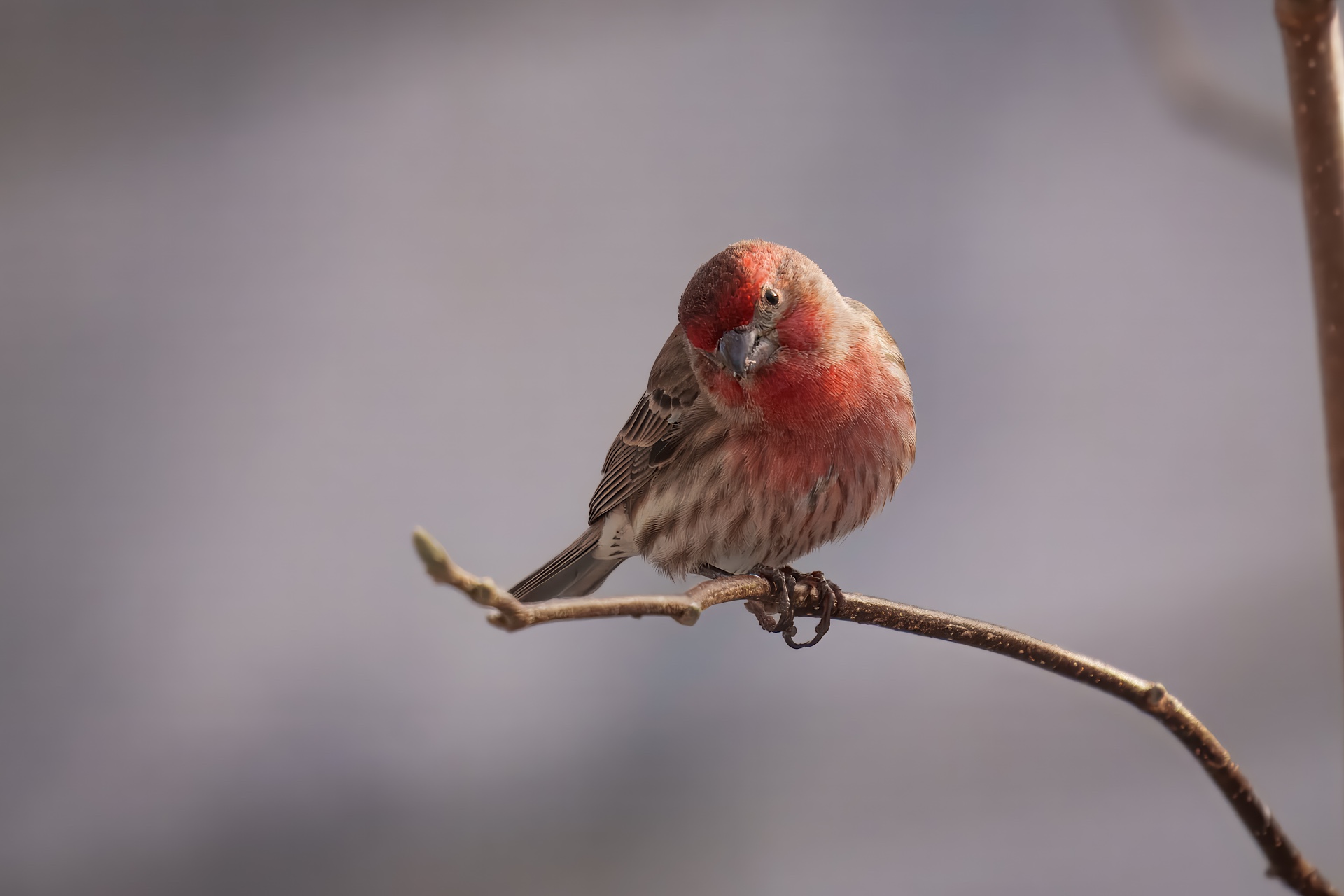 BOR – 01-17-2025 – 0111920 A small bird with red and brown plumage perches on a thin branch against a blurred background.