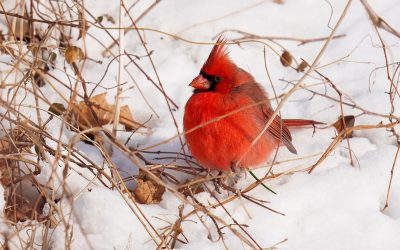 Back From Winter Photography – Tips I Used To Photograph In Cold Weather