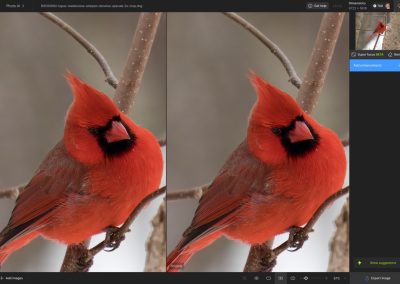 Two images of a bright red cardinal perched on a branch, with subtle differences in sharpness and detail between them.