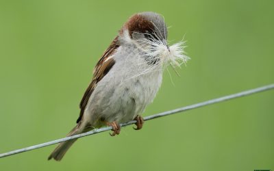 5 Must-Have Skills Every Beginner Bird Photographer Should Master