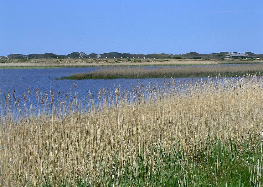 Udsnit af det smukke område i sydenden af Ringkøbing Fjord tæt på Nymindegab