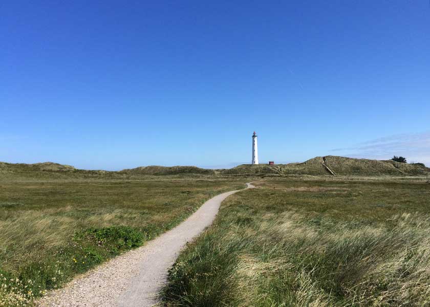 Det fantastiske hedelandskab deles af naturstien som her fører mod Lyngvig Fyr i horisonten