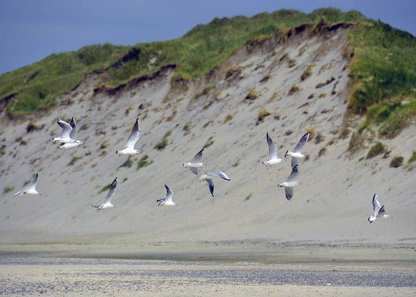 Ternene i flokkes i luften over stranden, sceneriet flankeres af de høje flotte hvide klitter med de grønne hjelme på toppen