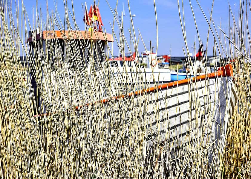 En fjordjolle gemmer sig mellem sivene ved den gamle bro i tyskerhavnen i Hvide Sande