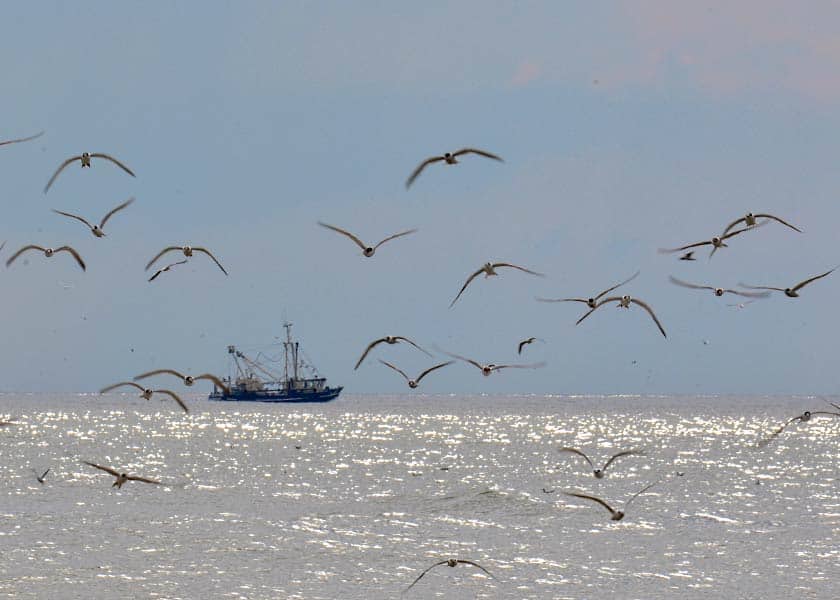 Rejekutter sejler mod fiskepladserne på havet, ternerne sværmer og byder skibet god tur