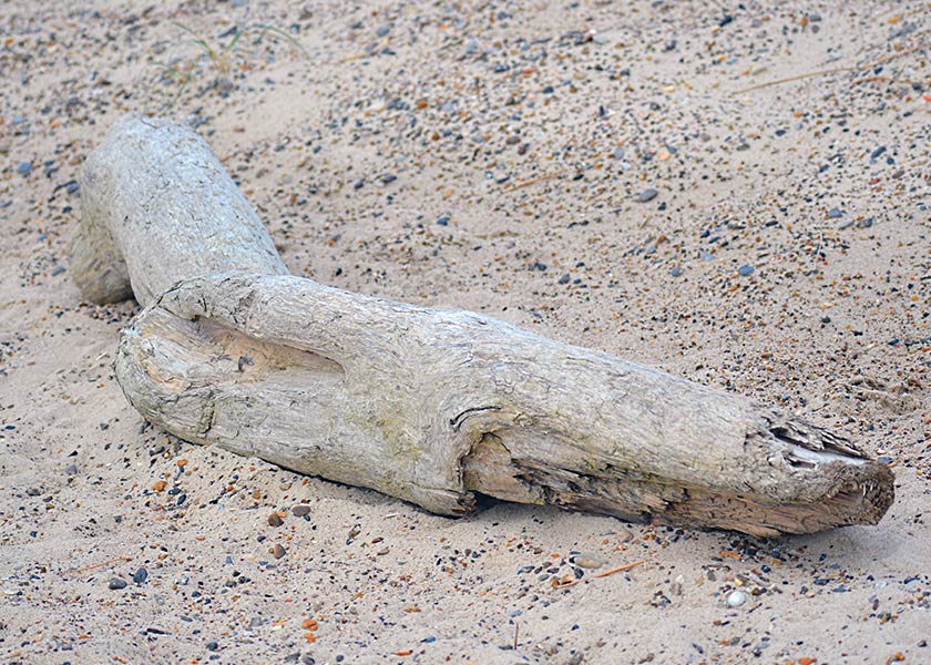 Gammel forvitret gren drevet i land på stranden, tiden i havet har sat sine tydlige spor