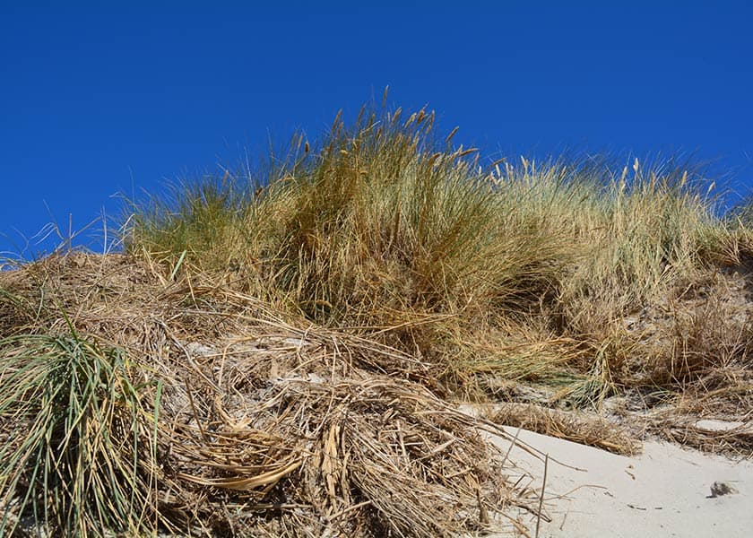 Klittoppens grønne hjelme og hvide sand står i flot kontrast til den smukke dybblå sommerhimmel