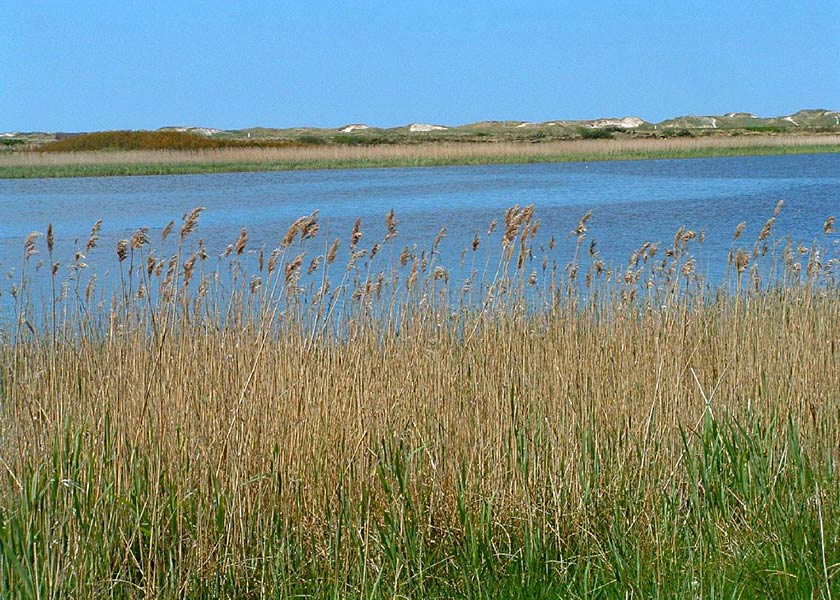 Sommerstemning i sydenden af Ringkøbing Fjord, sivene blomstrer, klitterne strækker sig hvide og grønne i horisonten