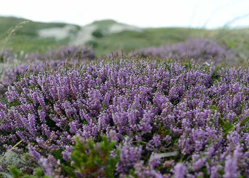 Lyngen blomstrer i eftersommeren på hele Holmsland Klit - hele området er prydet i de smukkeste lilla nuancer