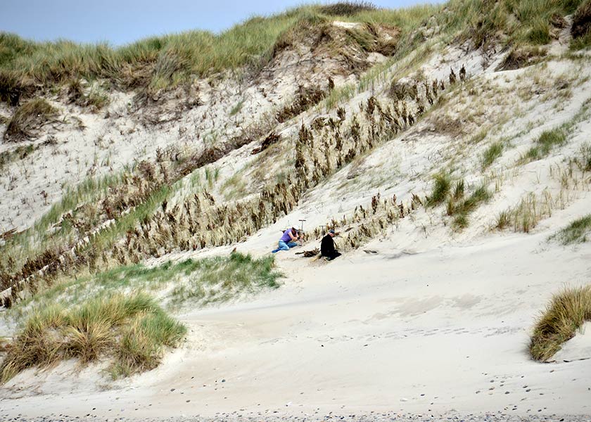Klitterne beplantes med hjelme for at beskytte klitterne mode sandflugten