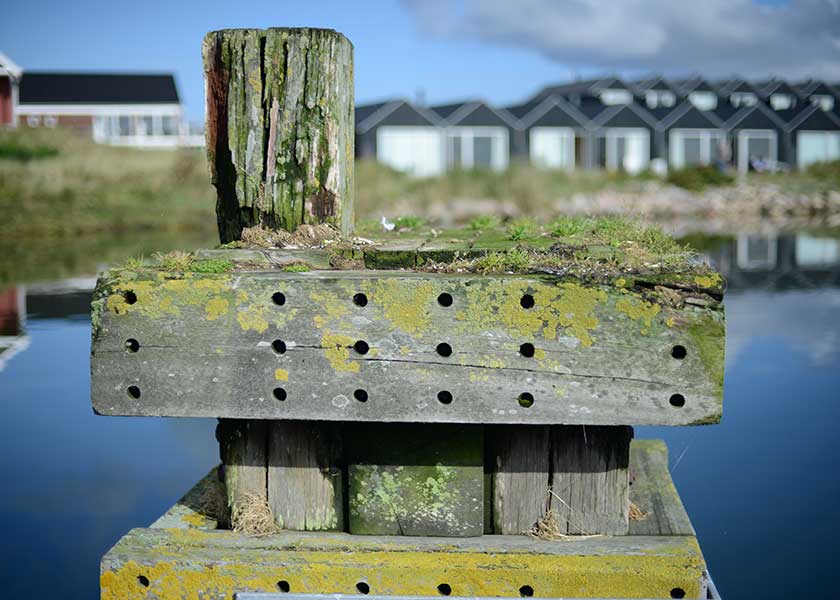Fortøjningspæl i den gamle coastersluse i Hvide Sande, placeret ved den nordre bred i afvandingsslusen lige nedenfor Fiskeriets Hus