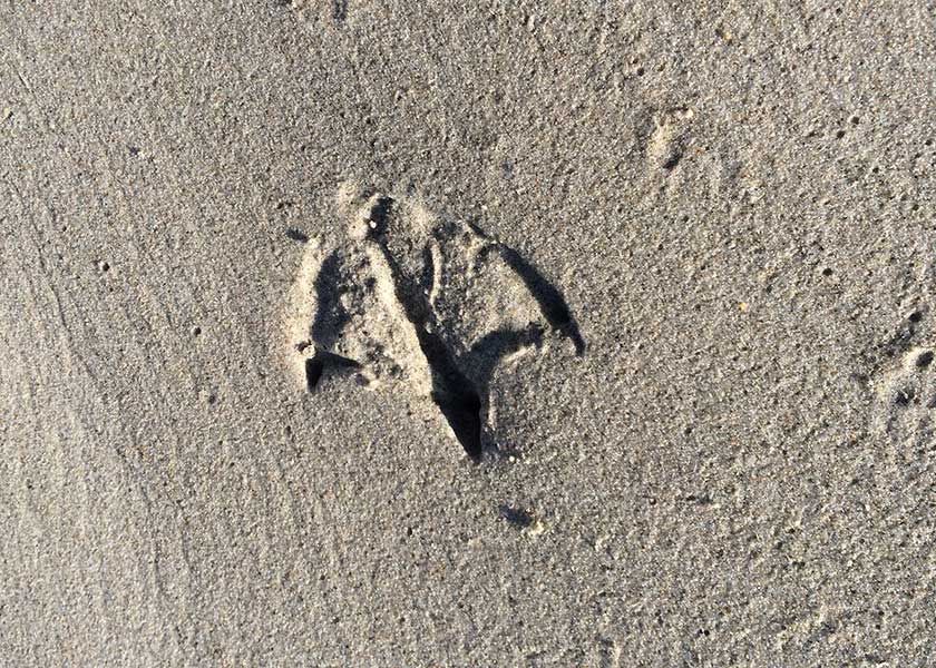 Fodspor i sandet på stranden - hvilken fugl har mon været forbi her