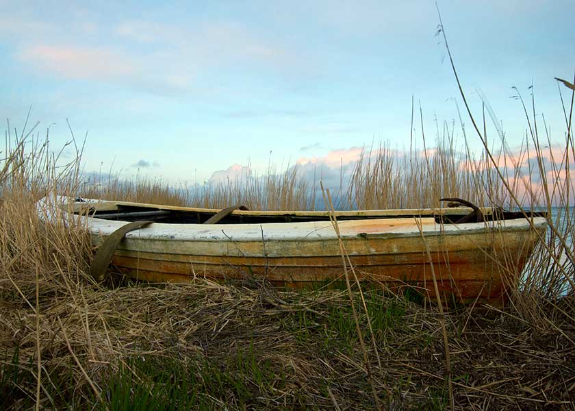 Ringkøbing fjord, en af fiskernes gamle både ligger mellem sivene og venter på næste fisketur
