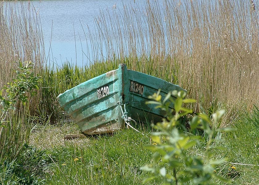 En fisker jolle trukket op mellem sivene ved Ringkøbing Fjord