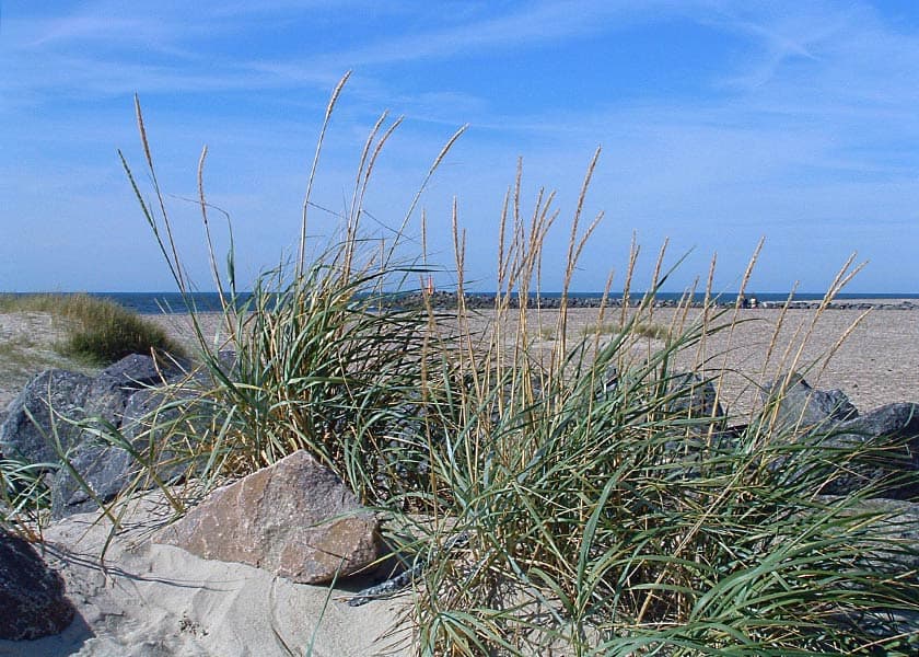 Sivene blomstrer smukt på stranden med indsejlingen til Hvide Sande anes i baggrunden