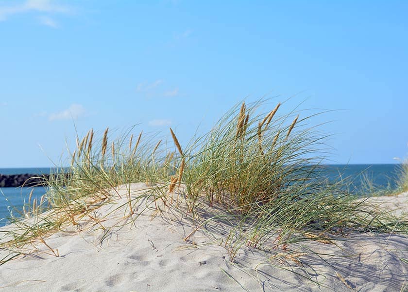 Hvid klittop med hjelme der blomstrer på en smuk sommerdag med udsigt over havet
