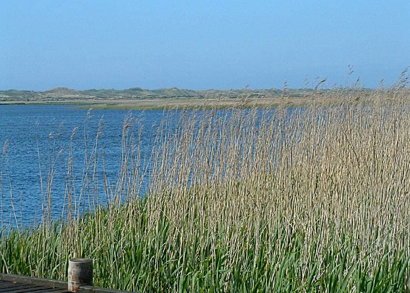 Sommerstemning i sydenden af fjorden ved Nymindegab, sivene vajen i vinden, vandet kruses af den lette sommerbrise