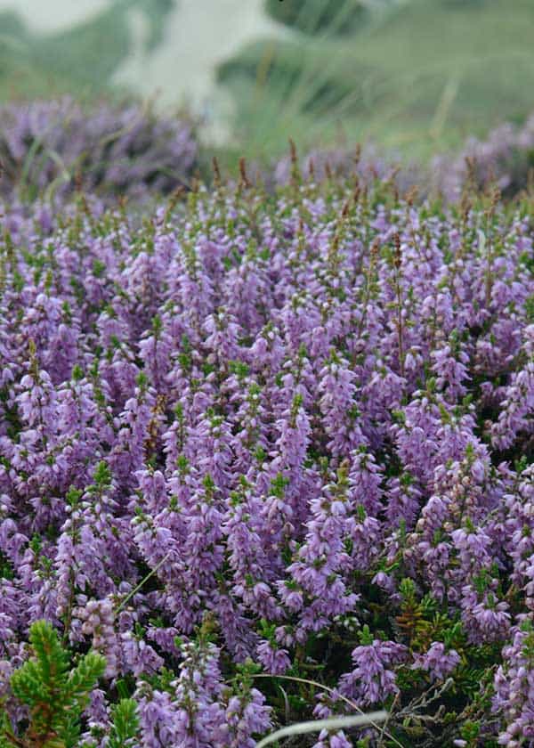 De klokkeformede lyngblomster står flot lige her midt i perioden for deres blomstring i det tidlige sensommer
