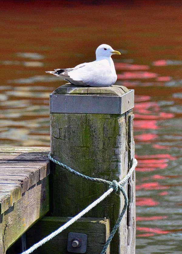 Havmåge har taget ophold på en fortøjringspæl i havnen i Hvide Sande hvor den lurer efter næste måltid