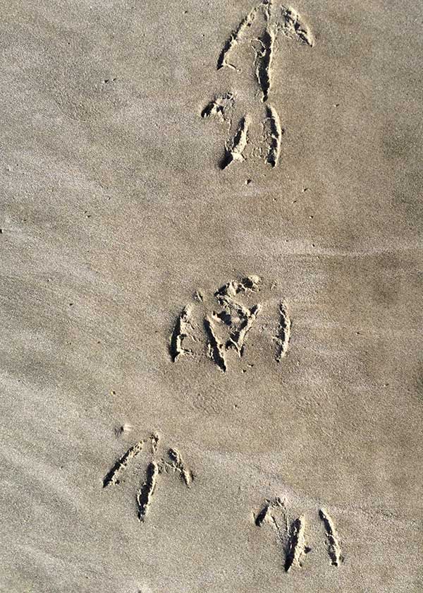 Fodspor fra fuglene på strandens faste sand, hvilke fugle der mon her er tale om, og hvad mon de lavede