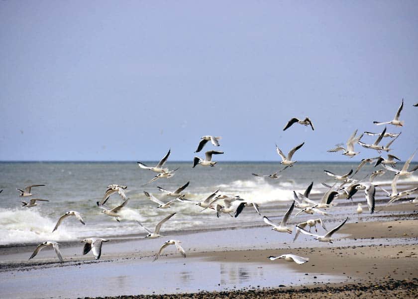 Ternerne flyver lavt over stranden i jagten på fødedyr