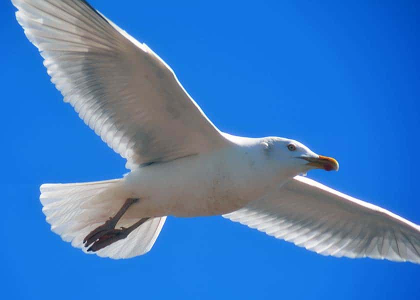 Havmågen hænger som mejslet i luften, her fanget med med dybblå himmel som kontrast til den flotte hvide fugl
