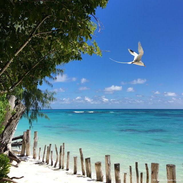 Birds view on the Denis Island