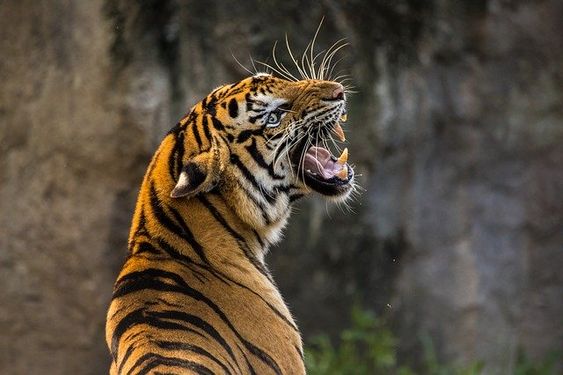 Explore Wildlife in the Nainital Zoo