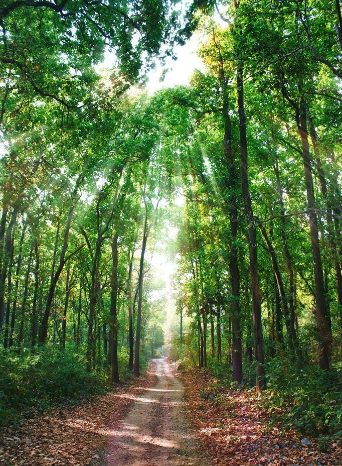 Jim Corbett National Park in Nainital Tourism