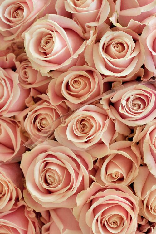 Baby Pink Roses
