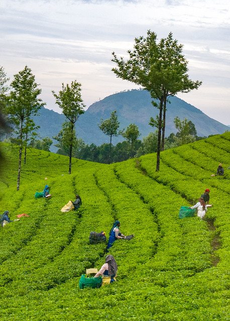 Honeymoon packages from Hyderabad, Eravikulam National Park