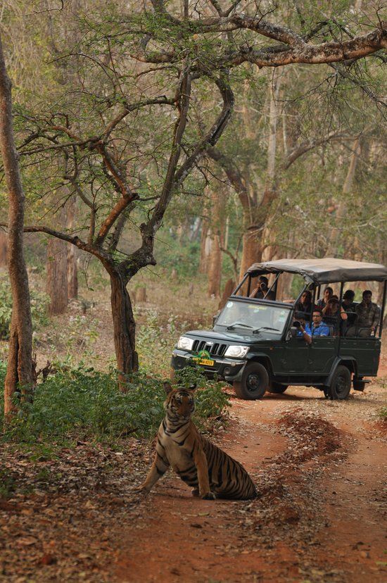 Wildlife of Nagarhole National Park