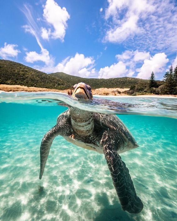 Marine Life of Praslin Island
