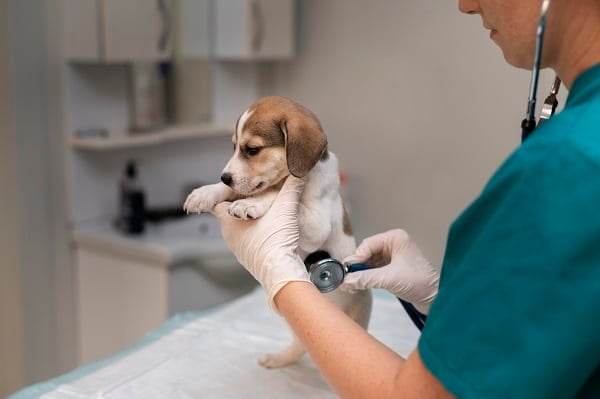 Veterinaire oscultant un petit chien