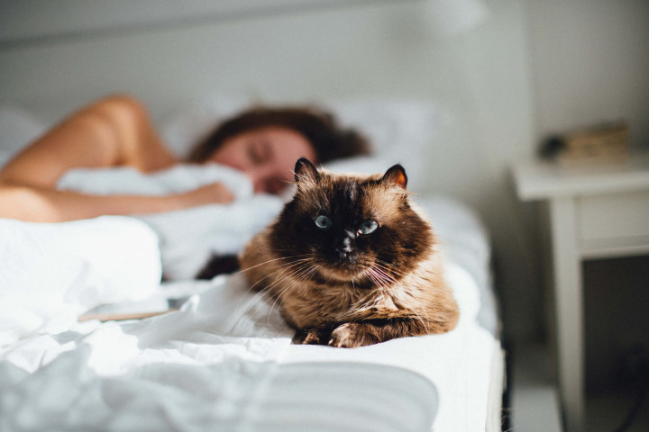 Picture of a cute cat front and center. As women sleeping cozy on the bed in the background. Both of them are laying on a white lovely cozy bed. as the sun lights through. This is for the category section of sleep.
