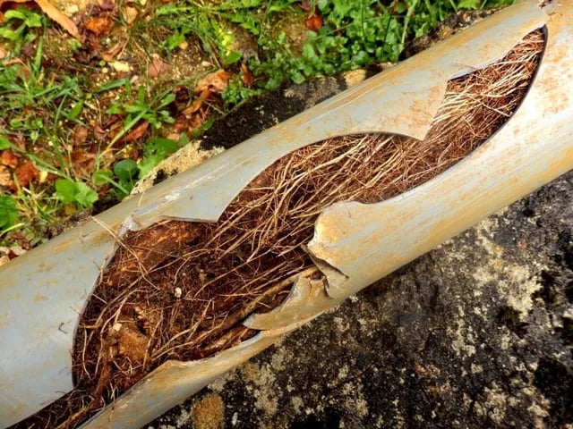 Drain Root Removal Southampton