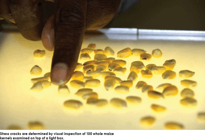 Maize crop quality 1