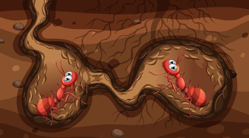 Invading Fire Ants and Fire Ants Facts and 8 Busted Myths 5 fire ants in the nest illustration