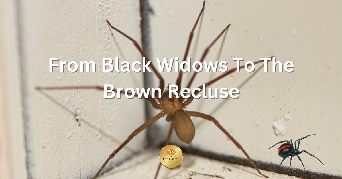 From Black Widows to Brown Recluses: A Look at South Carolina’s Spiders 13 spiders