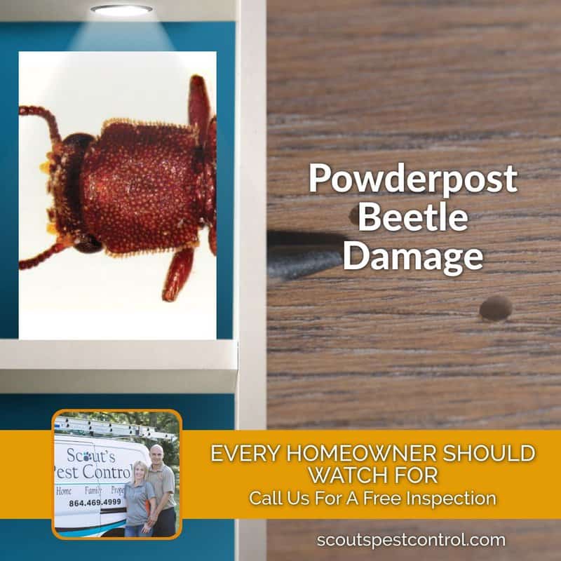 Powderpost Beetle Damage In Your Home 2 powderpost beetle damage