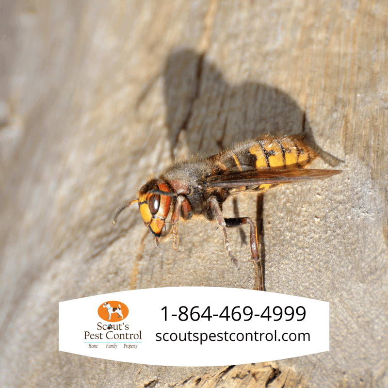 How Dangerous are Hornets? 4 hornet