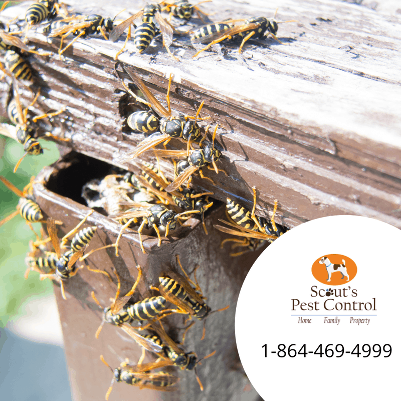 How Dangerous are Hornets? 2 hornets