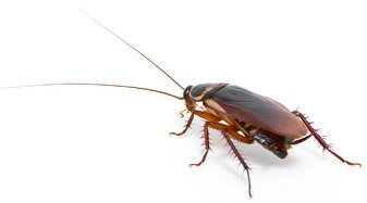 Dangers Of Cockroaches In Your Home Or Business 4 dangers of cockroaches in your home or business