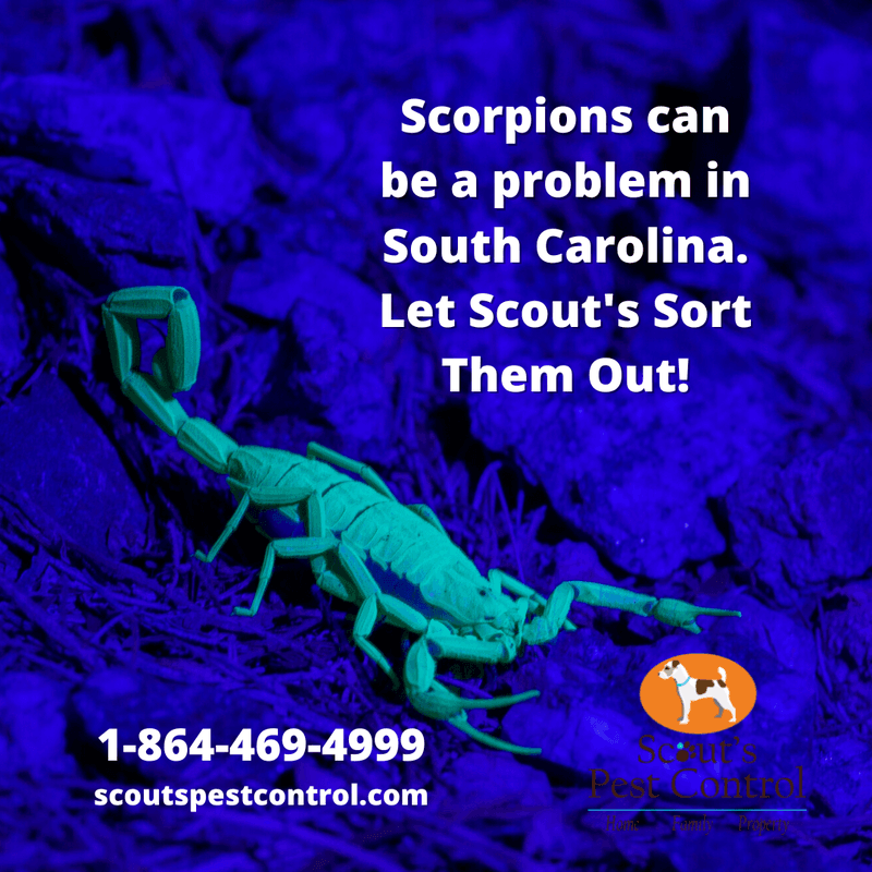 Scorpions in South Carolina 3 scorpions in south carolina