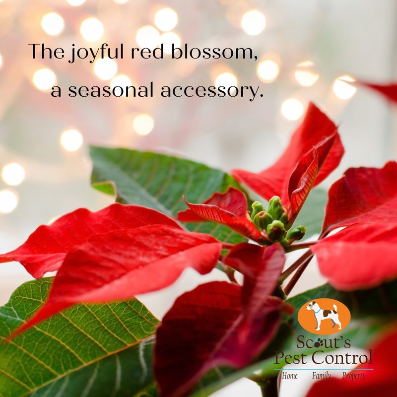 A SOUTHERN CHRISTMAS 1 a southern christmas