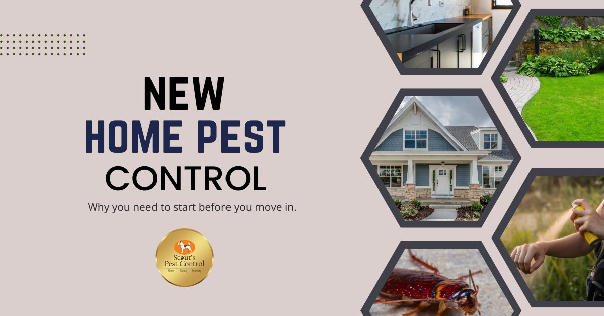New Home Pest Control – Why You Need To Ensure You Start Pest Control Before You Move In 50 new home pest control